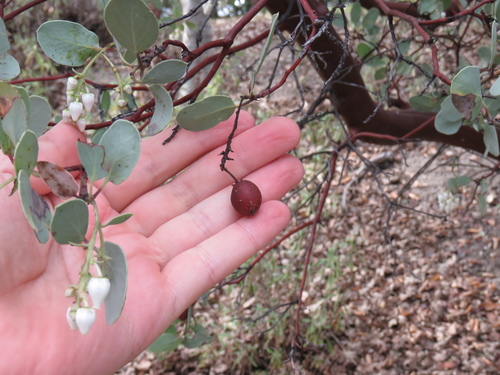 iNaturalist observation photo of Big Berry Manzanita