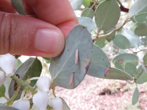 iNaturalist observation photo of Casebearing Moths