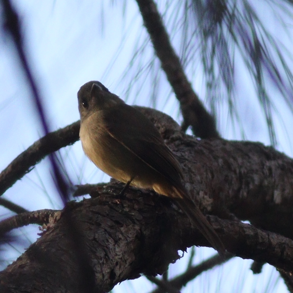 Hispaniolan Pewee (Contopus hispaniolensis), photo 10