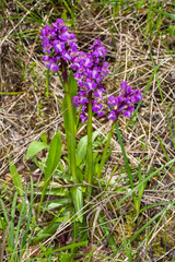 Anacamptis morio morio