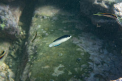 Anampses neoguinaicus