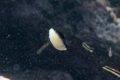 Anampses neoguinaicus