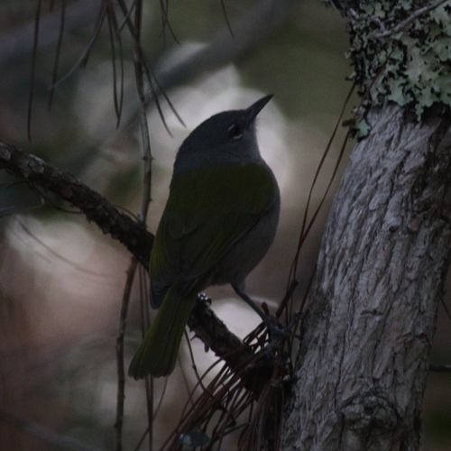 Green-tailed Warbler (Microligea palustris), photo 6