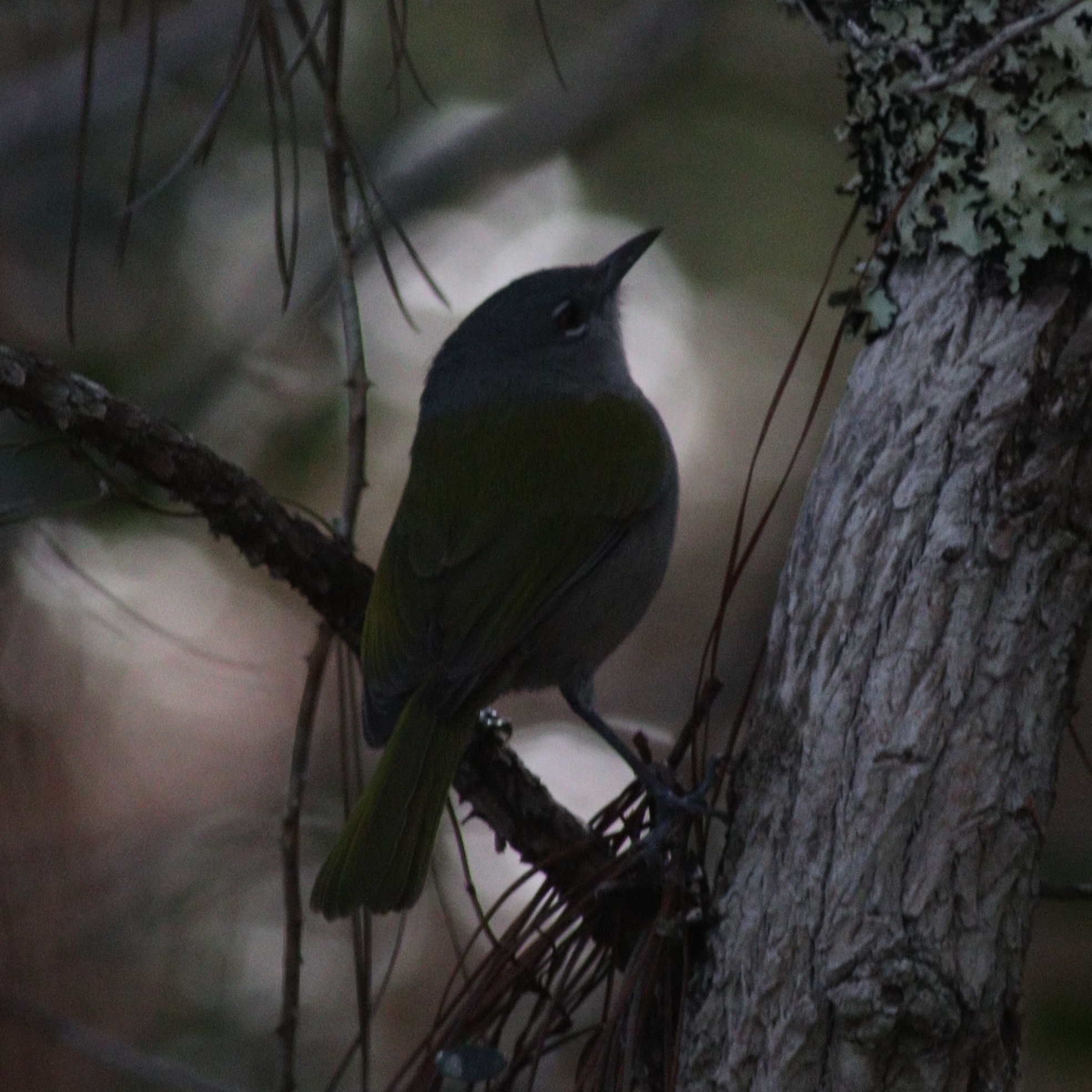 Green-tailed Warbler illustration