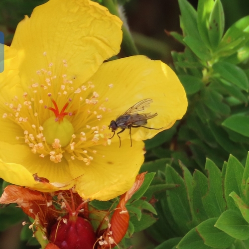 Anthomyia punctipennis