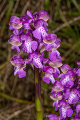 Anacamptis morio morio