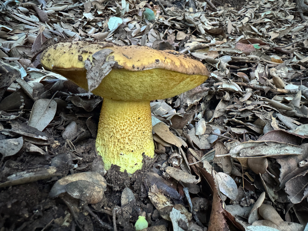 Leccinellum lepidum · December 2025 · photo: © jobangles (iNaturalist, cc0)