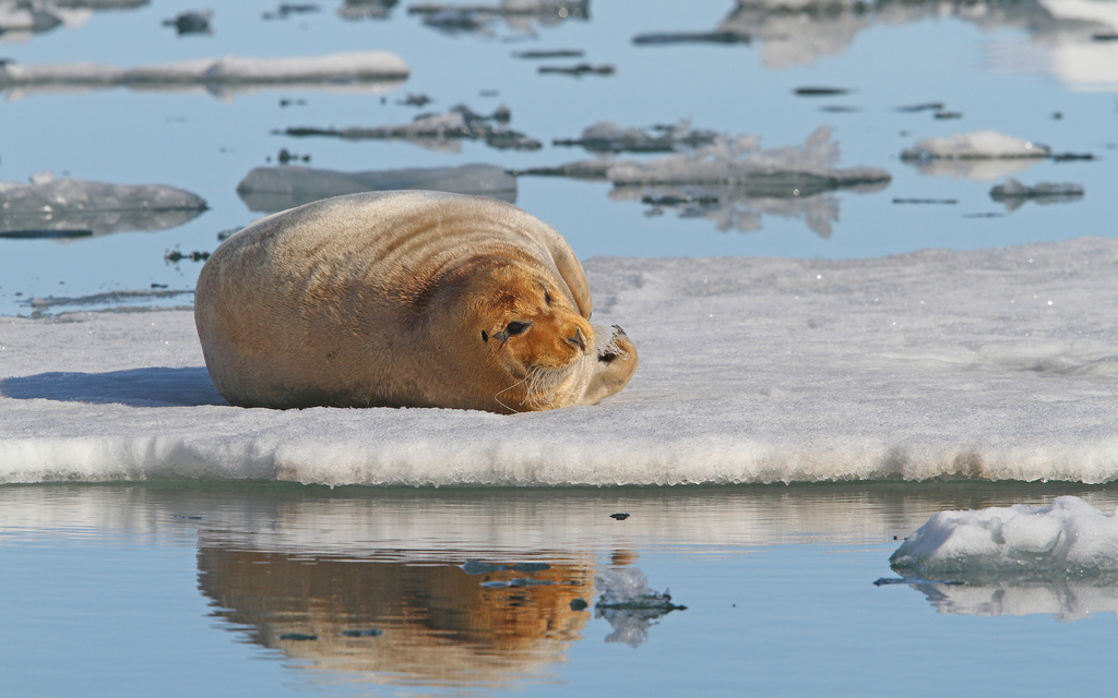 Rust-coloured bearded seal resting on an ice floe in calm water