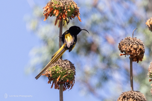 iNaturalist image