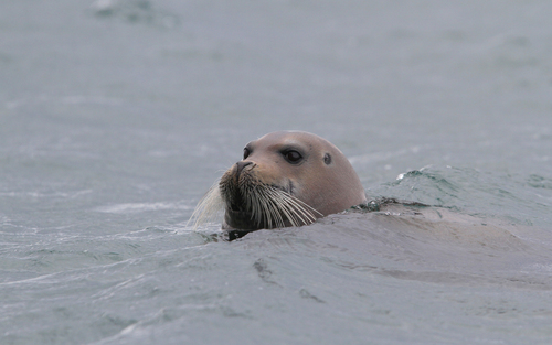 Bearded Seal
