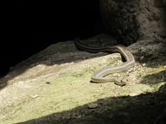 Masticophis taeniatus taeniatus