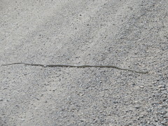 Masticophis taeniatus taeniatus