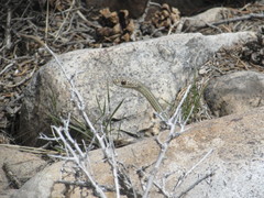 Masticophis taeniatus taeniatus