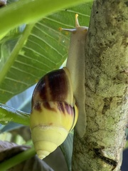 Amphidromus perversus