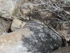 Masticophis taeniatus taeniatus