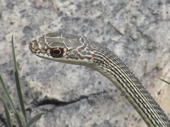 Masticophis taeniatus taeniatus