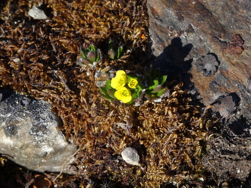 Image of Draba alpina by (c) Christoph Moning, some rights reserved (CC BY)