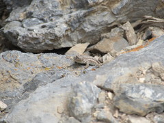 Sceloporus graciosus graciosus
