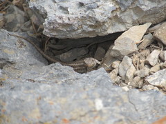 Sceloporus graciosus graciosus