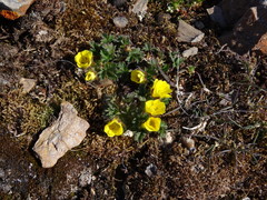 Potentilla hyparctica