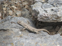 Sceloporus graciosus graciosus
