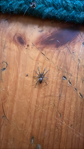 Barronopsis texana photo 3