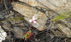 Pelargonium laevigatum