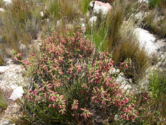 Erica strigilifolia