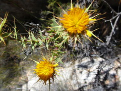 Berkheya cruciata