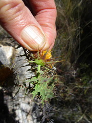 Berkheya cruciata