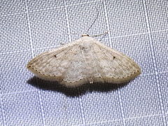 Scopula benitaria
