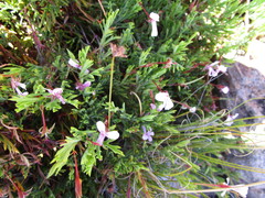 Pelargonium laevigatum