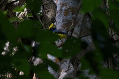 Melanochlora sultanea