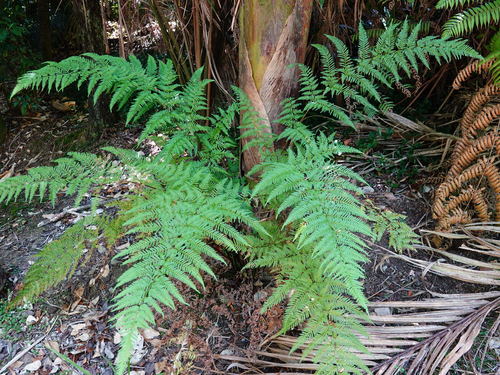 Pteris tremula