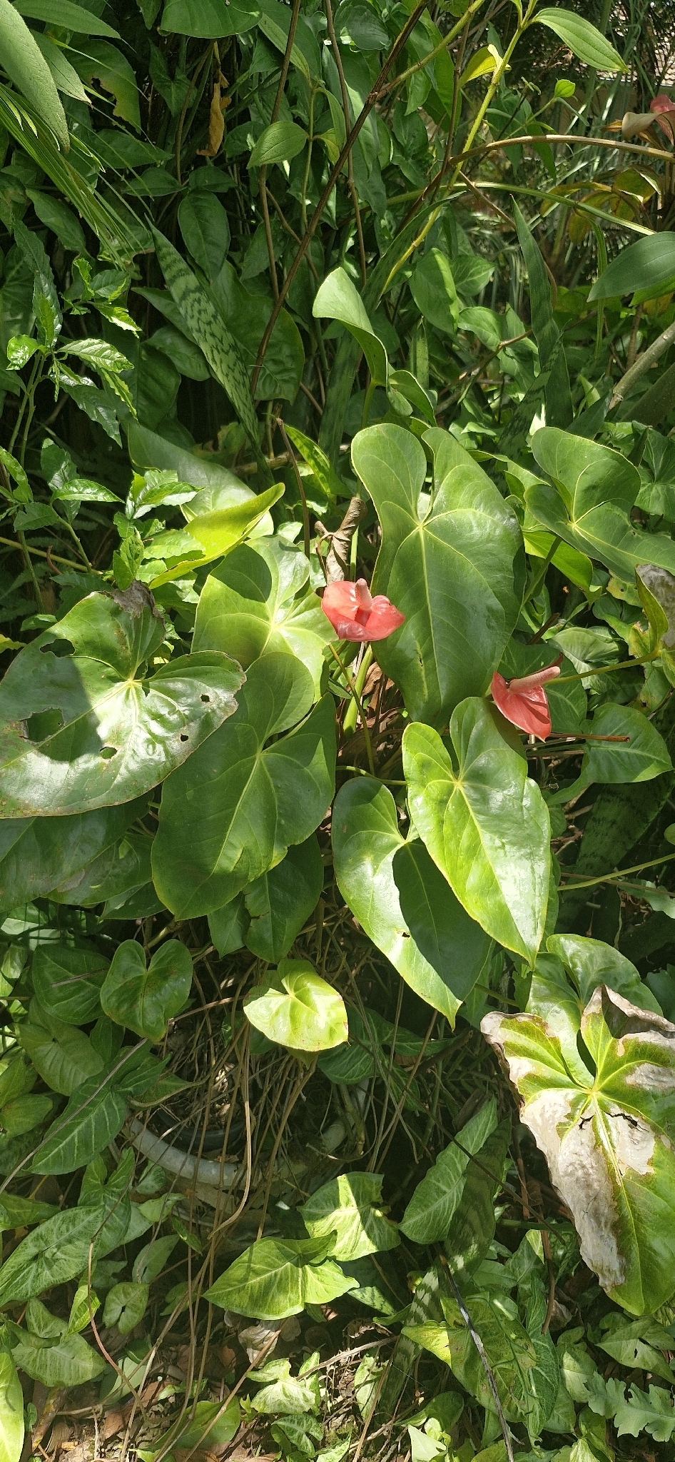 Anthurium andraeanum