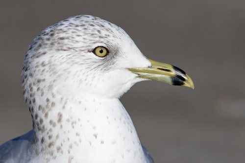 Gaviota de Delaware (Larus delawarensis)