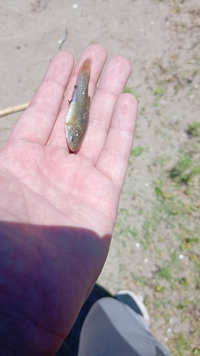 Jenynsia lineata