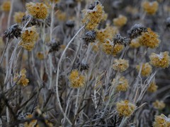 Helichrysum lambertianum
