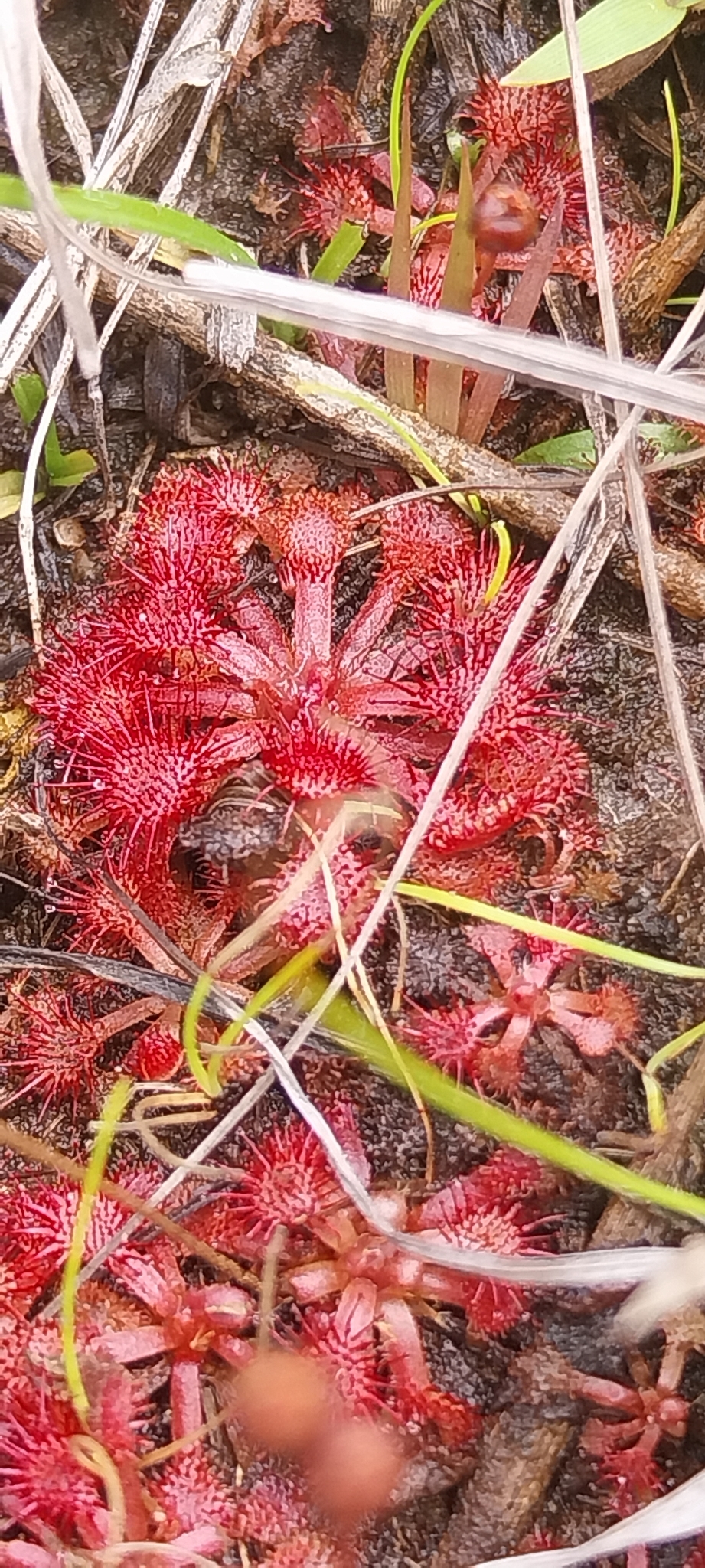 Drosera capillaris