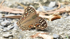 Junonia lemonias aenaria
