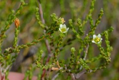 Diosma ramosissima