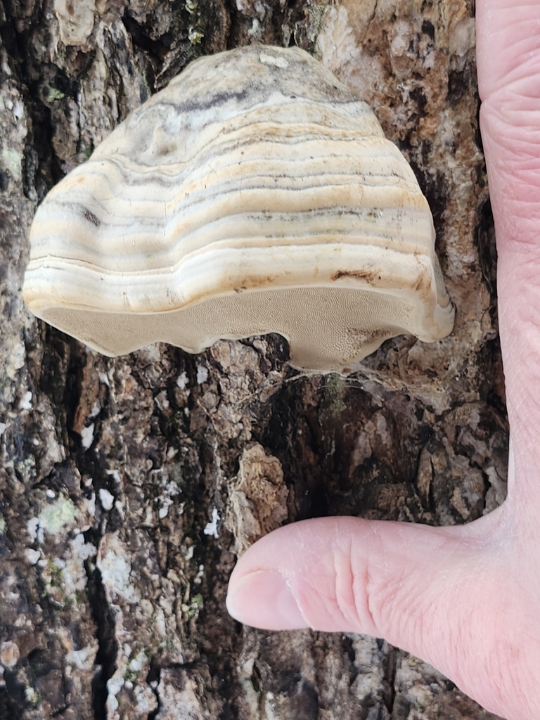 Fomes excavatus · December 2025 · photo: © peakaytea (iNaturalist, cc0)
