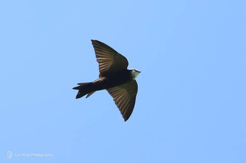 iNaturalist image