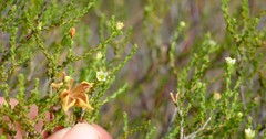 Diosma ramosissima