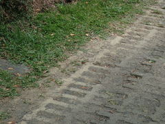 Junonia lemonias aenaria