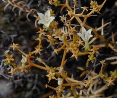 Wahlenbergia decipiens