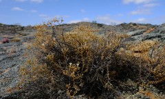 Wahlenbergia decipiens