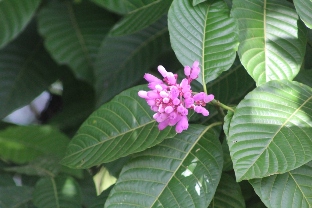 Palicourea lasiantha; photograph (c) Martha Lucia Ortiz-Moreno, some rights reserved (CC BY)