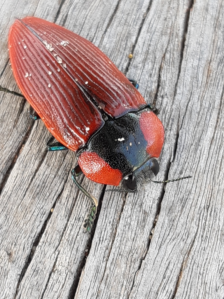 Temognatha sanguinipennis
