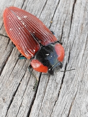 Temognatha sanguinipennis